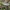 Pilkoji tauriabudė - Clitocybe nebularis | Fotografijos autorius : Gintautas Steiblys | © Macrogamta.lt | Šis tinklapis priklauso bendruomenei kuri domisi makro fotografija ir fotografuoja gyvąjį makro pasaulį.