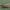 Pilkoji vitlezija - Eudonia pallida | Fotografijos autorius : Žilvinas Pūtys | © Macrogamta.lt | Šis tinklapis priklauso bendruomenei kuri domisi makro fotografija ir fotografuoja gyvąjį makro pasaulį.