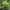 Pilkojo karklo - Salix cinerea rožė | Fotografijos autorius : Gintautas Steiblys | © Macrogamta.lt | Šis tinklapis priklauso bendruomenei kuri domisi makro fotografija ir fotografuoja gyvąjį makro pasaulį.