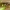 Pilkrudis žievėsprindis - Deileptenia ribeata | Fotografijos autorius : Ramunė Vakarė | © Macrogamta.lt | Šis tinklapis priklauso bendruomenei kuri domisi makro fotografija ir fotografuoja gyvąjį makro pasaulį.