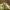 Pilkrudis žievėsprindis - Deileptenia ribeata | Fotografijos autorius : Ramunė Vakarė | © Macrogamta.lt | Šis tinklapis priklauso bendruomenei kuri domisi makro fotografija ir fotografuoja gyvąjį makro pasaulį.