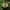 Pinelitter gingertail - Xeromphalina cauticinalis | Fotografijos autorius : Vitalij Drozdov | © Macronature.eu | Macro photography web site