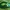Pipirmėtinis puošnys - Chrysolina herbacea | Fotografijos autorius : Žilvinas Pūtys | © Macrogamta.lt | Šis tinklapis priklauso bendruomenei kuri domisi makro fotografija ir fotografuoja gyvąjį makro pasaulį.