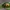 Pipirmėtinis puošnys - Chrysolina herbacea | Fotografijos autorius : Žilvinas Pūtys | © Macrogamta.lt | Šis tinklapis priklauso bendruomenei kuri domisi makro fotografija ir fotografuoja gyvąjį makro pasaulį.