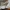 Pirštūnėlis - Typhula erythropus ? | Fotografijos autorius : Gintautas Steiblys | © Macrogamta.lt | Šis tinklapis priklauso bendruomenei kuri domisi makro fotografija ir fotografuoja gyvąjį makro pasaulį.