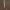 Pirštūnėlis - Typhula erythropus | Fotografijos autorius : Žilvinas Pūtys | © Macrogamta.lt | Šis tinklapis priklauso bendruomenei kuri domisi makro fotografija ir fotografuoja gyvąjį makro pasaulį.