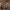 Pirštūnėlis - Typhula erythropus | Fotografijos autorius : Žilvinas Pūtys | © Macrogamta.lt | Šis tinklapis priklauso bendruomenei kuri domisi makro fotografija ir fotografuoja gyvąjį makro pasaulį.