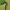 Pjūklelis - Nematus latipes, lerva | Fotografijos autorius : Gintautas Steiblys | © Macrogamta.lt | Šis tinklapis priklauso bendruomenei kuri domisi makro fotografija ir fotografuoja gyvąjį makro pasaulį.