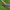 Pjūklelis - Strongylogaster xanthocera ♂ | Fotografijos autorius : Žilvinas Pūtys | © Macrogamta.lt | Šis tinklapis priklauso bendruomenei kuri domisi makro fotografija ir fotografuoja gyvąjį makro pasaulį.