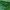 Pjūklelis - Tenthredo mesomela ♀ | Fotografijos autorius : Žilvinas Pūtys | © Macrogamta.lt | Šis tinklapis priklauso bendruomenei kuri domisi makro fotografija ir fotografuoja gyvąjį makro pasaulį.