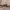Pjūklelis audėjas - Cephalcia erythrogaster ♂ | Fotografijos autorius : Žilvinas Pūtys | © Macrogamta.lt | Šis tinklapis priklauso bendruomenei kuri domisi makro fotografija ir fotografuoja gyvąjį makro pasaulį.