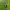 Trispalvis karikolas - Caryocolum tricolorella | Fotografijos autorius : Arūnas Eismantas | © Macrogamta.lt | Šis tinklapis priklauso bendruomenei kuri domisi makro fotografija ir fotografuoja gyvąjį makro pasaulį.