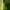 Pjautuvinė strėliukė - Coenagrion lunulatum | Fotografijos autorius : Aistė Matijošaitytė | © Macrogamta.lt | Šis tinklapis priklauso bendruomenei kuri domisi makro fotografija ir fotografuoja gyvąjį makro pasaulį.