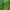 Plėšriamusė - Dioctria hyalipennis ♂ | Fotografijos autorius : Žilvinas Pūtys | © Macrogamta.lt | Šis tinklapis priklauso bendruomenei kuri domisi makro fotografija ir fotografuoja gyvąjį makro pasaulį.