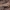 Plėšrusis vėlyvis - Eupsilia transversa | Fotografijos autorius : Žilvinas Pūtys | © Macrogamta.lt | Šis tinklapis priklauso bendruomenei kuri domisi makro fotografija ir fotografuoja gyvąjį makro pasaulį.