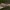 Plėšrusis vėlyvis - Eupsilia transversa | Fotografijos autorius : Žilvinas Pūtys | © Macrogamta.lt | Šis tinklapis priklauso bendruomenei kuri domisi makro fotografija ir fotografuoja gyvąjį makro pasaulį.