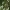 Plačialapė akacija - Acacia mangium | Fotografijos autorius : Nomeda Vėlavičienė | © Macrogamta.lt | Šis tinklapis priklauso bendruomenei kuri domisi makro fotografija ir fotografuoja gyvąjį makro pasaulį.