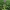 Plačialapė gegūnė - Dactylorhiza majalis | Fotografijos autorius : Gintautas Steiblys | © Macrogamta.lt | Šis tinklapis priklauso bendruomenei kuri domisi makro fotografija ir fotografuoja gyvąjį makro pasaulį.