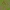 Plačialapė klumpaitė - Cypripedium calceolus | Fotografijos autorius : Kęstutis Obelevičius | © Macrogamta.lt | Šis tinklapis priklauso bendruomenei kuri domisi makro fotografija ir fotografuoja gyvąjį makro pasaulį.