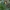Plačialapė klumpaitė - Cypripedium calceolus | Fotografijos autorius : Žilvinas Pūtys | © Macrogamta.lt | Šis tinklapis priklauso bendruomenei kuri domisi makro fotografija ir fotografuoja gyvąjį makro pasaulį.