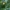 Plačialapė klumpaitė - Cypripedium calceolus | Fotografijos autorius : Žilvinas Pūtys | © Macrogamta.lt | Šis tinklapis priklauso bendruomenei kuri domisi makro fotografija ir fotografuoja gyvąjį makro pasaulį.