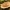 Plačialapė kremblė - Megacollybia platyphylla  | Fotografijos autorius : Vytautas Gluoksnis | © Macrogamta.lt | Šis tinklapis priklauso bendruomenei kuri domisi makro fotografija ir fotografuoja gyvąjį makro pasaulį.