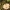 Plačialapė kremblė - Megacollybia platyphylla  | Fotografijos autorius : Vytautas Gluoksnis | © Macrogamta.lt | Šis tinklapis priklauso bendruomenei kuri domisi makro fotografija ir fotografuoja gyvąjį makro pasaulį.