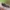 Žiedmusė - Melangyna quadrimaculata | Fotografijos autorius : Gintautas Steiblys | © Macrogamta.lt | Šis tinklapis priklauso bendruomenei kuri domisi makro fotografija ir fotografuoja gyvąjį makro pasaulį.