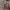 Plaukuotoji dirvablakė - Scolopostethus pilosus | Fotografijos autorius : Žilvinas Pūtys | © Macrogamta.lt | Šis tinklapis priklauso bendruomenei kuri domisi makro fotografija ir fotografuoja gyvąjį makro pasaulį.