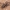 Pleištavoris - Alopecosa farinosa | Fotografijos autorius : Gintautas Steiblys | © Macrogamta.lt | Šis tinklapis priklauso bendruomenei kuri domisi makro fotografija ir fotografuoja gyvąjį makro pasaulį.