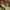 Pleištinis laumžirgis - Ophiogomphus cecilia | Fotografijos autorius : Vaida Paznekaitė | © Macrogamta.lt | Šis tinklapis priklauso bendruomenei kuri domisi makro fotografija ir fotografuoja gyvąjį makro pasaulį.