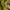 Pleištinis laumžirgis - Ophiogomphus cecilia | Fotografijos autorius : Vaida Paznekaitė | © Macrogamta.lt | Šis tinklapis priklauso bendruomenei kuri domisi makro fotografija ir fotografuoja gyvąjį makro pasaulį.