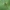 Pleištinis laumžirgis - Ophiogomphus cecilia | Fotografijos autorius : Vidas Brazauskas | © Macrogamta.lt | Šis tinklapis priklauso bendruomenei kuri domisi makro fotografija ir fotografuoja gyvąjį makro pasaulį.