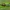 Plokščiamusė - Oplodontha viridula ♀ | Fotografijos autorius : Žilvinas Pūtys | © Macrogamta.lt | Šis tinklapis priklauso bendruomenei kuri domisi makro fotografija ir fotografuoja gyvąjį makro pasaulį.