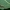 Plonaūsė apsiuva - Ceraclea dissimilis ♀ | Fotografijos autorius : Žilvinas Pūtys | © Macrogamta.lt | Šis tinklapis priklauso bendruomenei kuri domisi makro fotografija ir fotografuoja gyvąjį makro pasaulį.