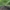 Plonaūsė apsiuva - Ylodes simulans ♀ | Fotografijos autorius : Žilvinas Pūtys | © Macrogamta.lt | Šis tinklapis priklauso bendruomenei kuri domisi makro fotografija ir fotografuoja gyvąjį makro pasaulį.