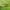 Plunksnėtaūsis uodas - Chaoborus flavicans ♂ | Fotografijos autorius : Žilvinas Pūtys | © Macrogamta.lt | Šis tinklapis priklauso bendruomenei kuri domisi makro fotografija ir fotografuoja gyvąjį makro pasaulį.