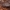 Žievinis tūnoklis - Nuctenea umbratica ♀ | Fotografijos autorius : Žilvinas Pūtys | © Macrogamta.lt | Šis tinklapis priklauso bendruomenei kuri domisi makro fotografija ir fotografuoja gyvąjį makro pasaulį.