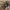 Plyšinis kampavoris - Eratigena atrica | Fotografijos autorius : Gintautas Steiblys | © Macrogamta.lt | Šis tinklapis priklauso bendruomenei kuri domisi makro fotografija ir fotografuoja gyvąjį makro pasaulį.