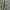 Pušinis keliaujantis kuoduotis - Thaumetopoea pinivora, vikšras | Fotografijos autorius : Gintautas Steiblys | © Macrogamta.lt | Šis tinklapis priklauso bendruomenei kuri domisi makro fotografija ir fotografuoja gyvąjį makro pasaulį.