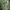 Pušinis keliaujantis kuoduotis - Thaumetopoea pinivora, vikšras | Fotografijos autorius : Gintautas Steiblys | © Macrogamta.lt | Šis tinklapis priklauso bendruomenei kuri domisi makro fotografija ir fotografuoja gyvąjį makro pasaulį.