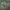 Pušinis keliaujantis kuoduotis - Thaumetopoea pinivora, vikšras | Fotografijos autorius : Žilvinas Pūtys | © Macrogamta.lt | Šis tinklapis priklauso bendruomenei kuri domisi makro fotografija ir fotografuoja gyvąjį makro pasaulį.