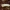 Eglinis luobatašis - Tetropium castaneum, lerva | Fotografijos autorius : Romas Ferenca | © Macrogamta.lt | Šis tinklapis priklauso bendruomenei kuri domisi makro fotografija ir fotografuoja gyvąjį makro pasaulį.