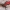 Pušinis plokščiavabalis - Cucujus haematodes | Fotografijos autorius : Gintautas Steiblys | © Macrogamta.lt | Šis tinklapis priklauso bendruomenei kuri domisi makro fotografija ir fotografuoja gyvąjį makro pasaulį.