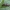 Pušinis skujagraužis - Cortodera femorata | Fotografijos autorius : Žilvinas Pūtys | © Macrogamta.lt | Šis tinklapis priklauso bendruomenei kuri domisi makro fotografija ir fotografuoja gyvąjį makro pasaulį.