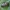 Pušinis skujagraužis - Cortodera femorata | Fotografijos autorius : Žilvinas Pūtys | © Macrogamta.lt | Šis tinklapis priklauso bendruomenei kuri domisi makro fotografija ir fotografuoja gyvąjį makro pasaulį.