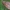 Pušinis verpikas - Dendrolimus pini ♂ | Fotografijos autorius : Gintautas Steiblys | © Macrogamta.lt | Šis tinklapis priklauso bendruomenei kuri domisi makro fotografija ir fotografuoja gyvąjį makro pasaulį.