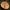 Pušyninė rudmėsė - Lactarius deliciosus | Fotografijos autorius : Aleksandras Stabrauskas | © Macrogamta.lt | Šis tinklapis priklauso bendruomenei kuri domisi makro fotografija ir fotografuoja gyvąjį makro pasaulį.