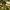Kriaušinis pumpotaukšlis - Apioperdon pyriforme | Fotografijos autorius : Vidas Brazauskas | © Macrogamta.lt | Šis tinklapis priklauso bendruomenei kuri domisi makro fotografija ir fotografuoja gyvąjį makro pasaulį.