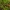 Puošnioji voravapsvė - Batozonellus lacerticida | Fotografijos autorius : Zita Gasiūnaitė | © Macrogamta.lt | Šis tinklapis priklauso bendruomenei kuri domisi makro fotografija ir fotografuoja gyvąjį makro pasaulį.